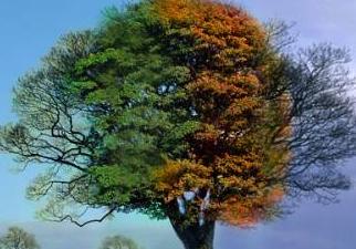 4seasons-tree-part-for-introduction.jpg