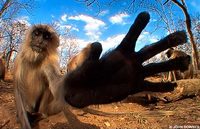 monkey-taken-by-elephant-carried-camera.jpg