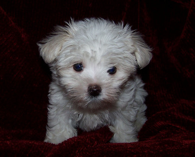 maltese.jpg