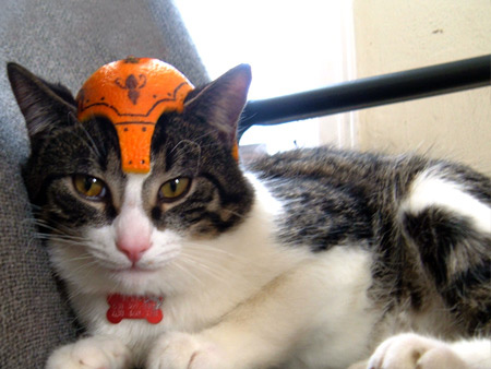 cat_orange_helmet.jpg
