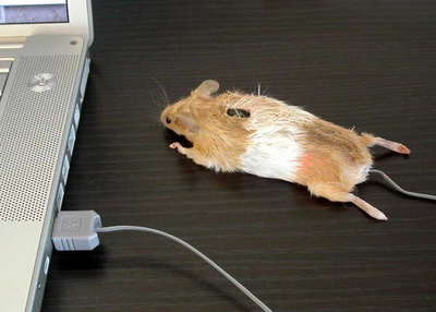 mouse-mouse.jpg